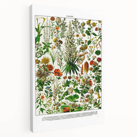 Vintage Floral Illustration - Nature Elements Wall Art Print