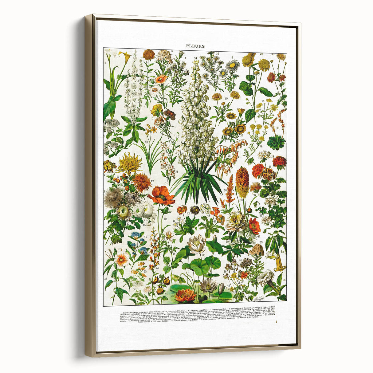 Vintage Floral Illustration - Nature Elements Wall Art Print