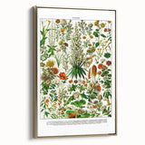 Vintage Floral Illustration - Nature Elements Wall Art Print