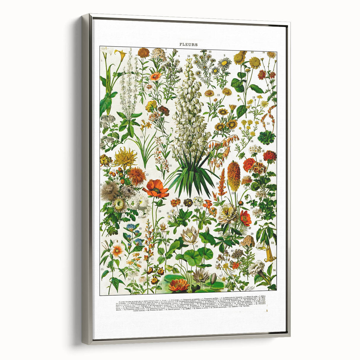 Vintage Floral Illustration - Nature Elements Wall Art Print