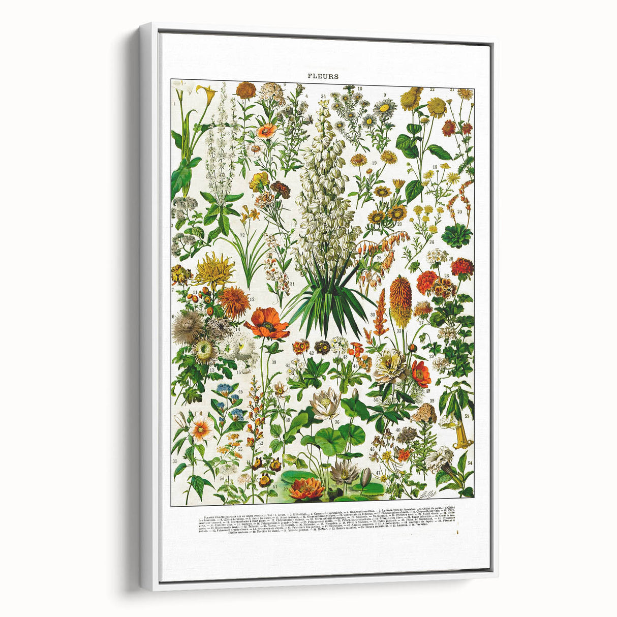 Vintage Floral Illustration - Nature Elements Wall Art Print