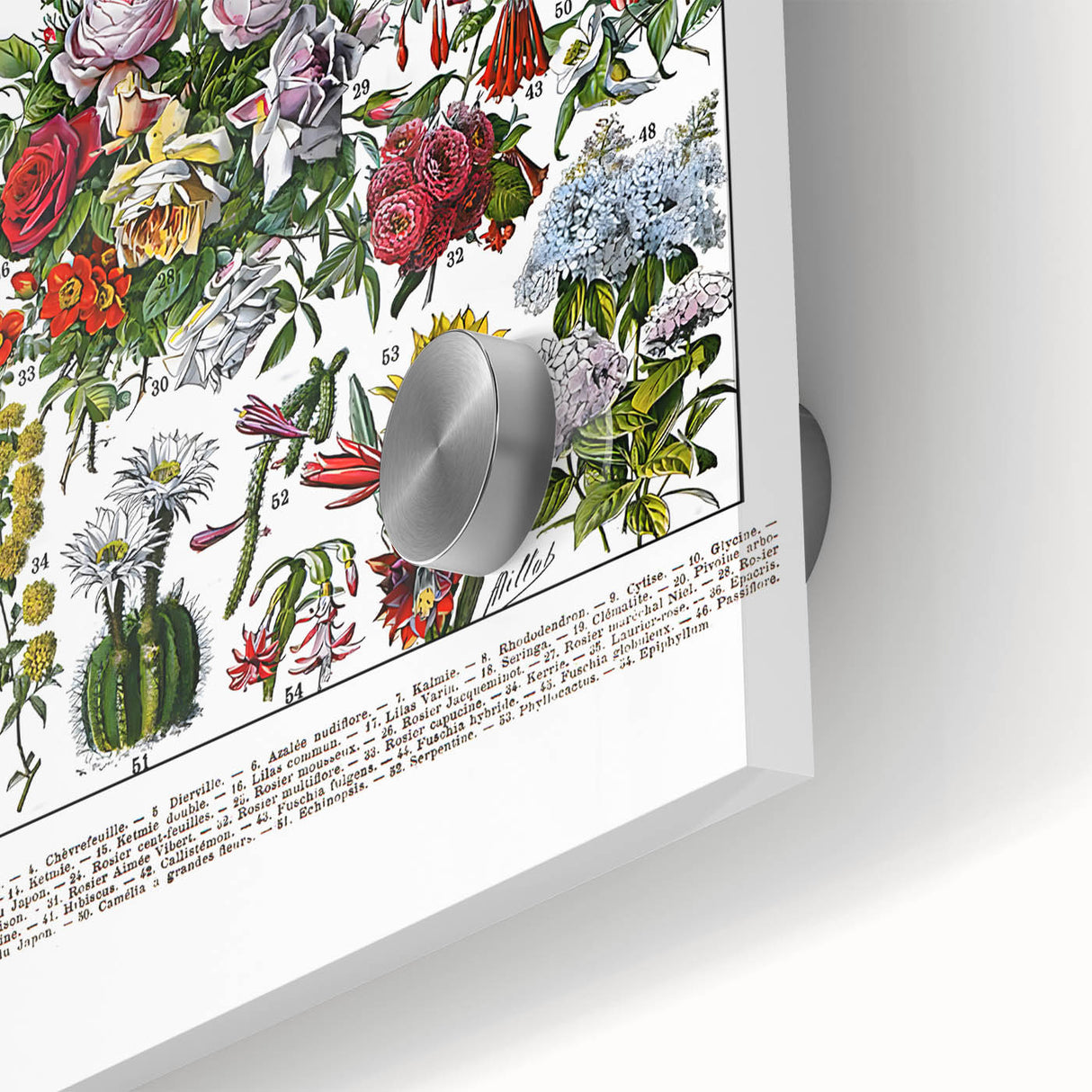 Vintage Floral Illustration - Nature Elements Wall Art Print