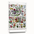 Vintage Floral Illustration - Nature Elements Wall Art Print