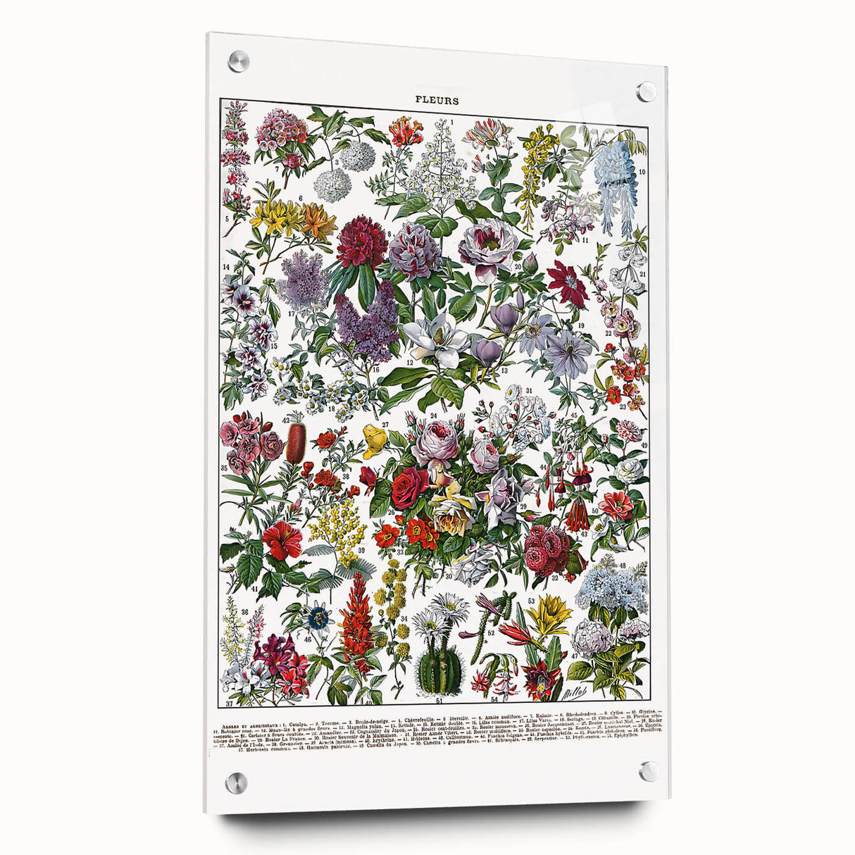 Vintage Floral Illustration - Nature Elements Wall Art Print