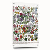 Vintage Floral Illustration - Nature Elements Wall Art Print