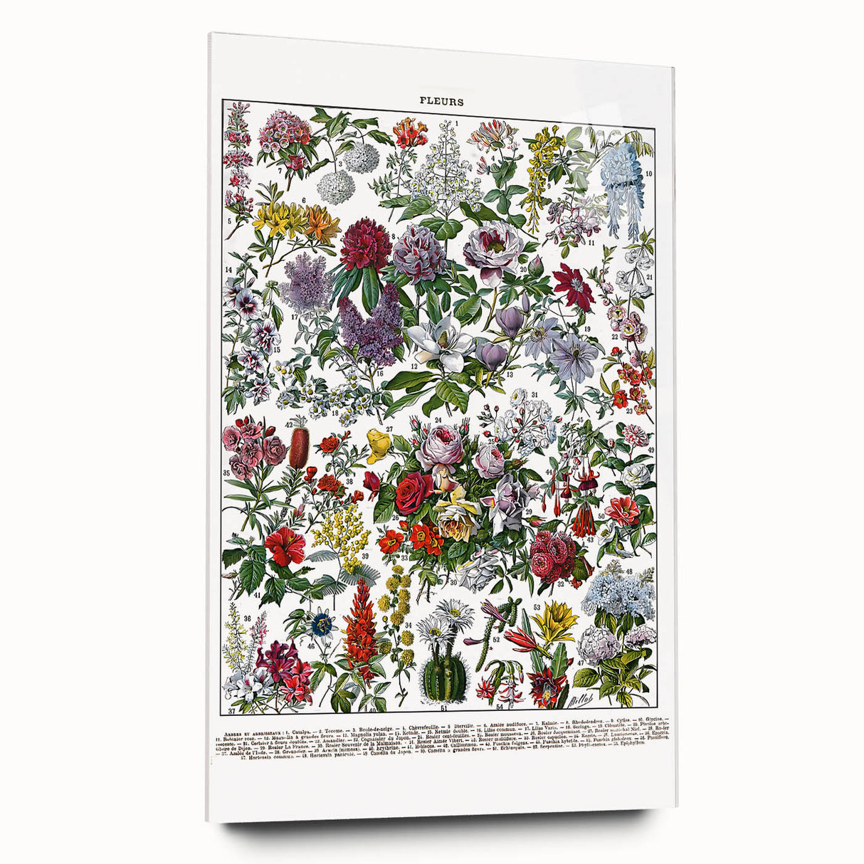 Vintage Floral Illustration - Nature Elements Wall Art Print