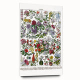 Vintage Floral Illustration - Nature Elements Wall Art Print