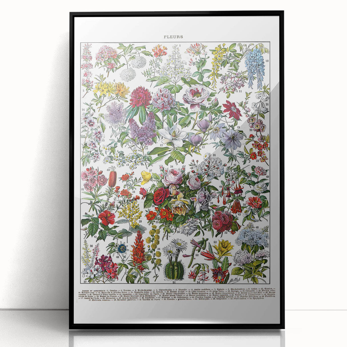 Vintage Floral Illustration - Nature Elements Wall Art Print