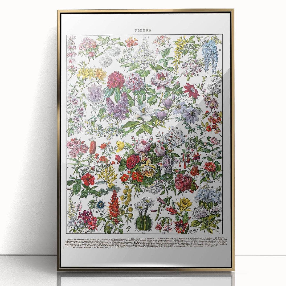 Vintage Floral Illustration - Nature Elements Wall Art Print