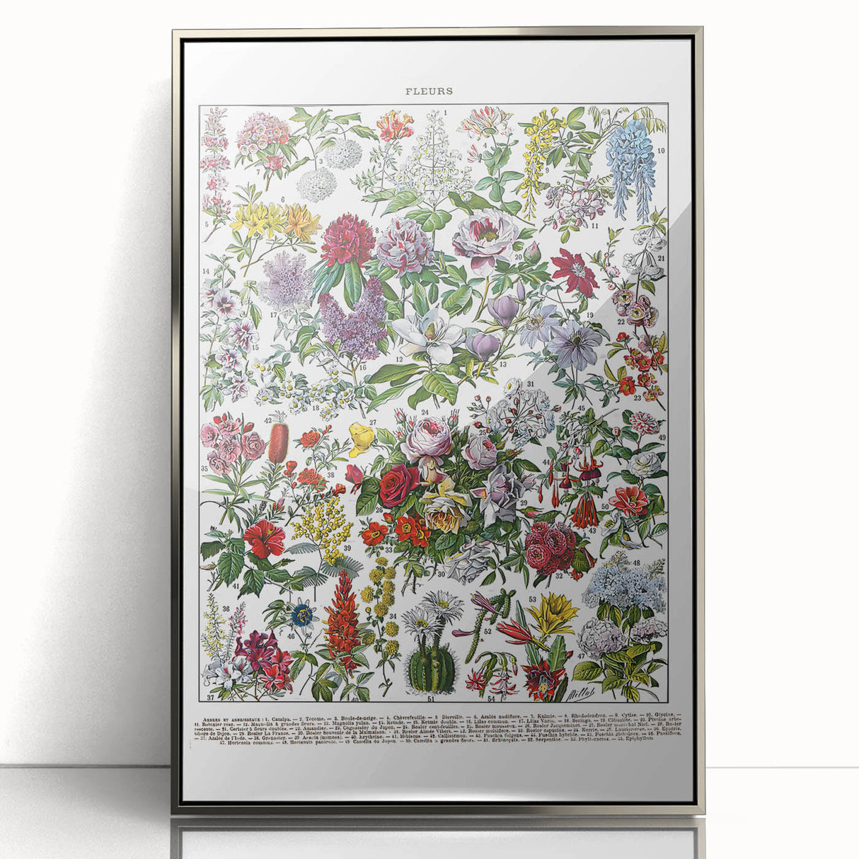 Vintage Floral Illustration - Nature Elements Wall Art Print