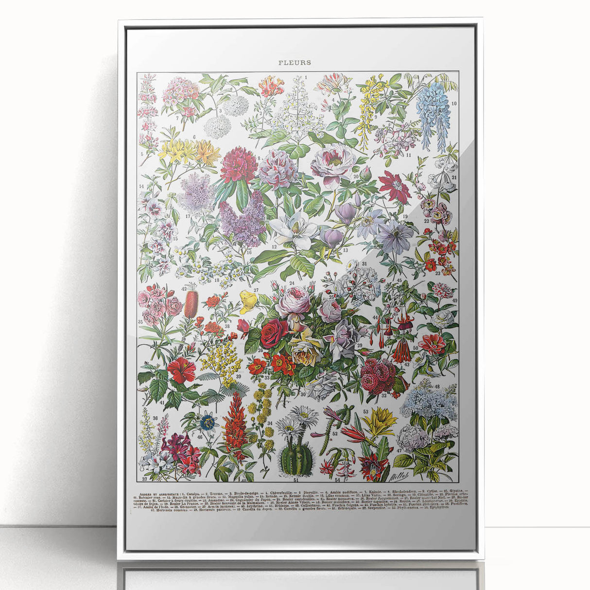 Vintage Floral Illustration - Nature Elements Wall Art Print