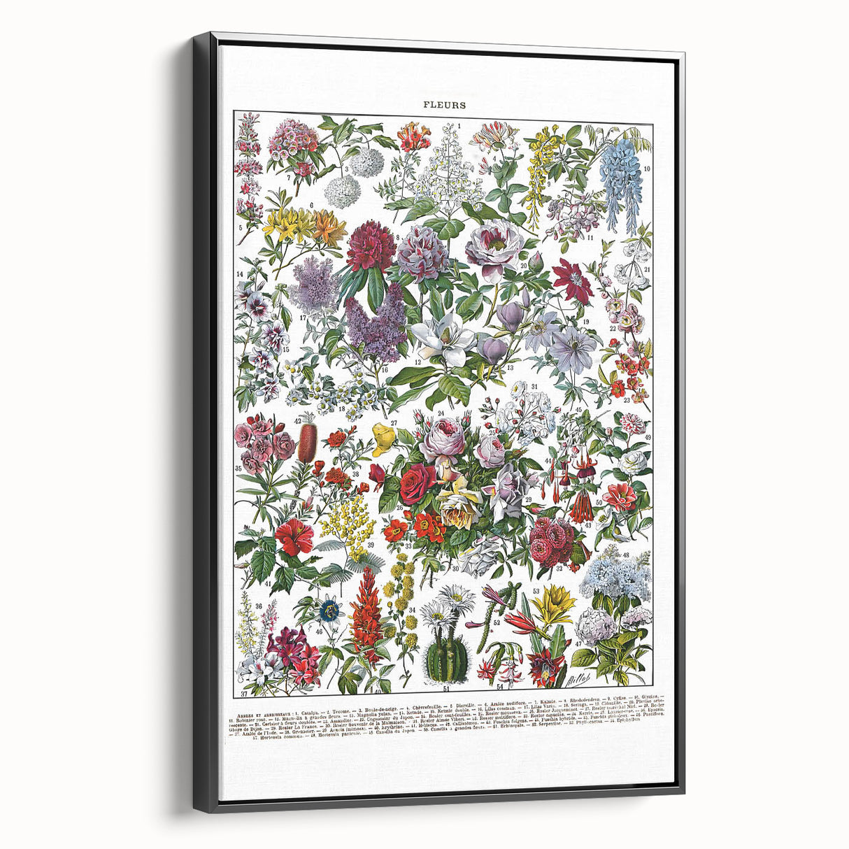 Vintage Floral Illustration - Nature Elements Wall Art Print