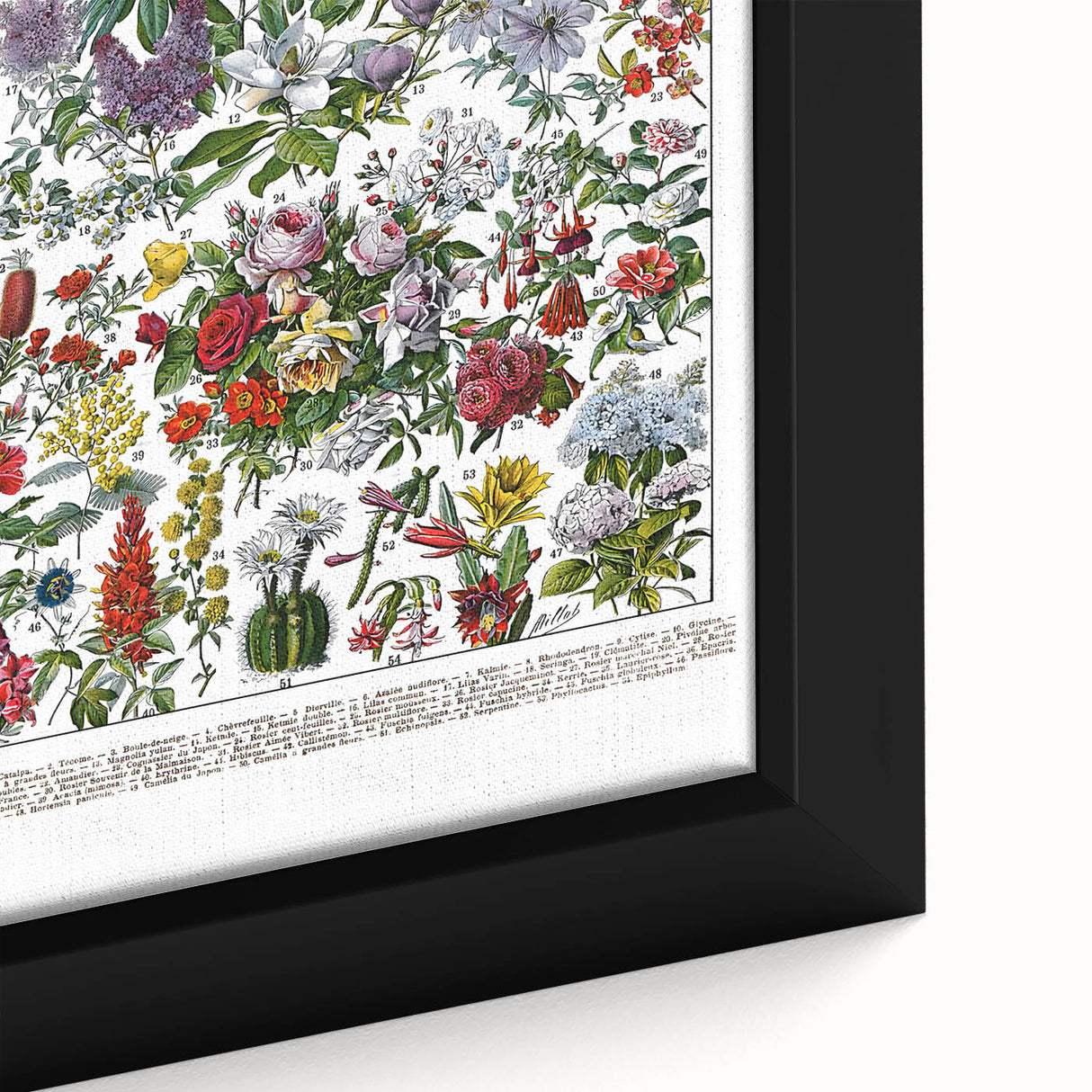 Vintage Floral Illustration - Nature Elements Wall Art Print