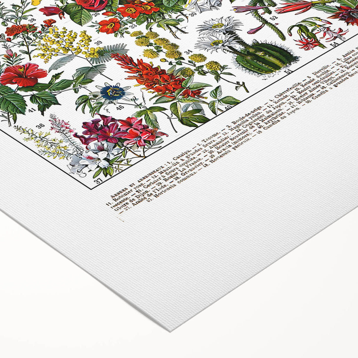 Vintage Floral Illustration - Nature Elements Wall Art Print