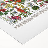 Vintage Floral Illustration - Nature Elements Wall Art Print