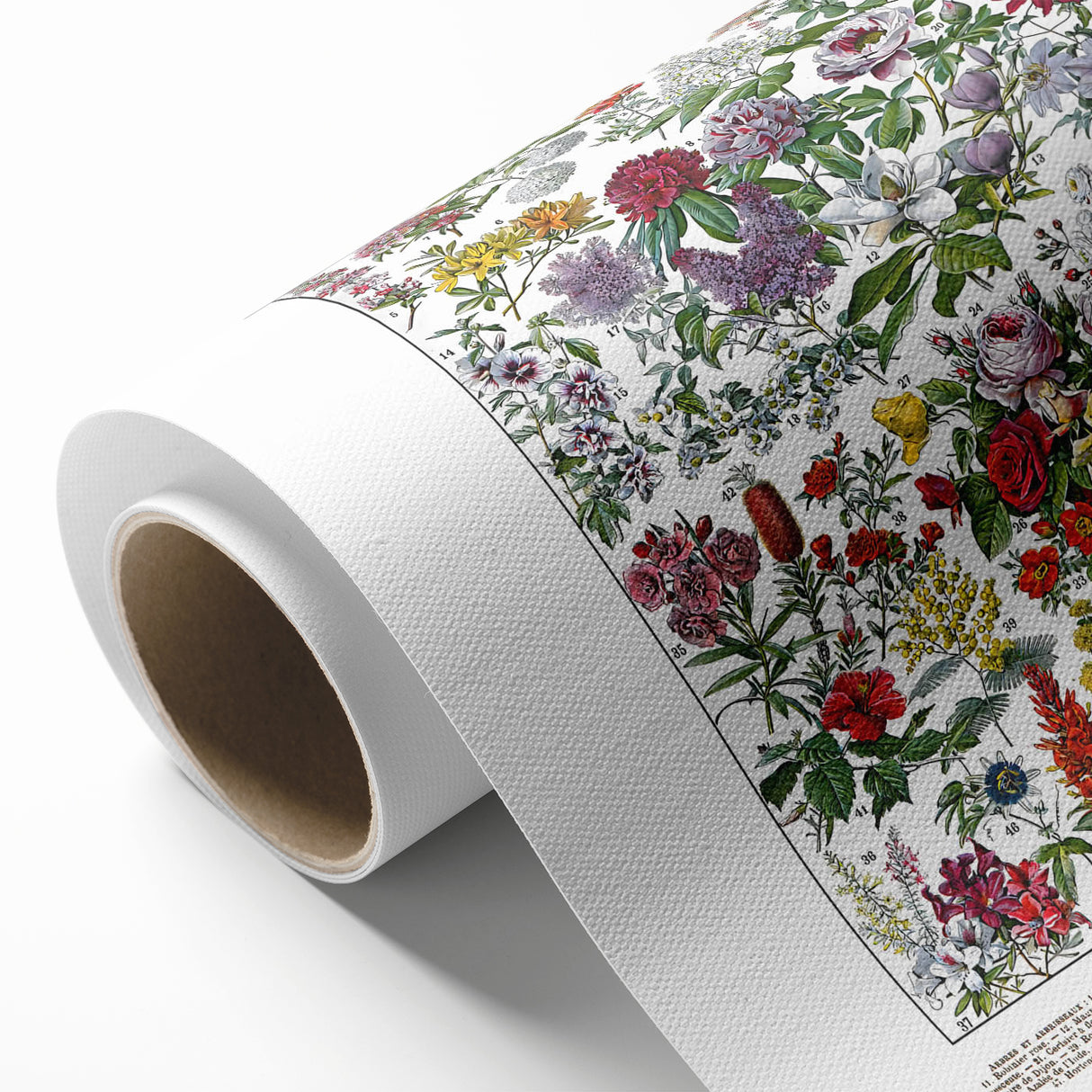 Vintage Floral Illustration - Nature Elements Wall Art Print