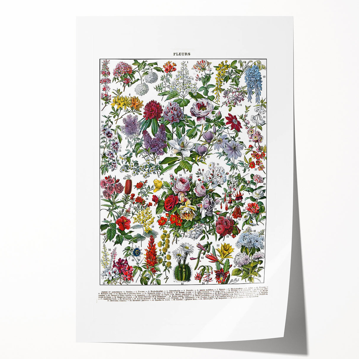 Vintage Floral Illustration - Nature Elements Wall Art Print