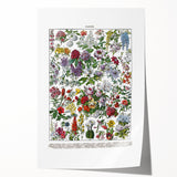 Vintage Floral Illustration - Nature Elements Wall Art Print