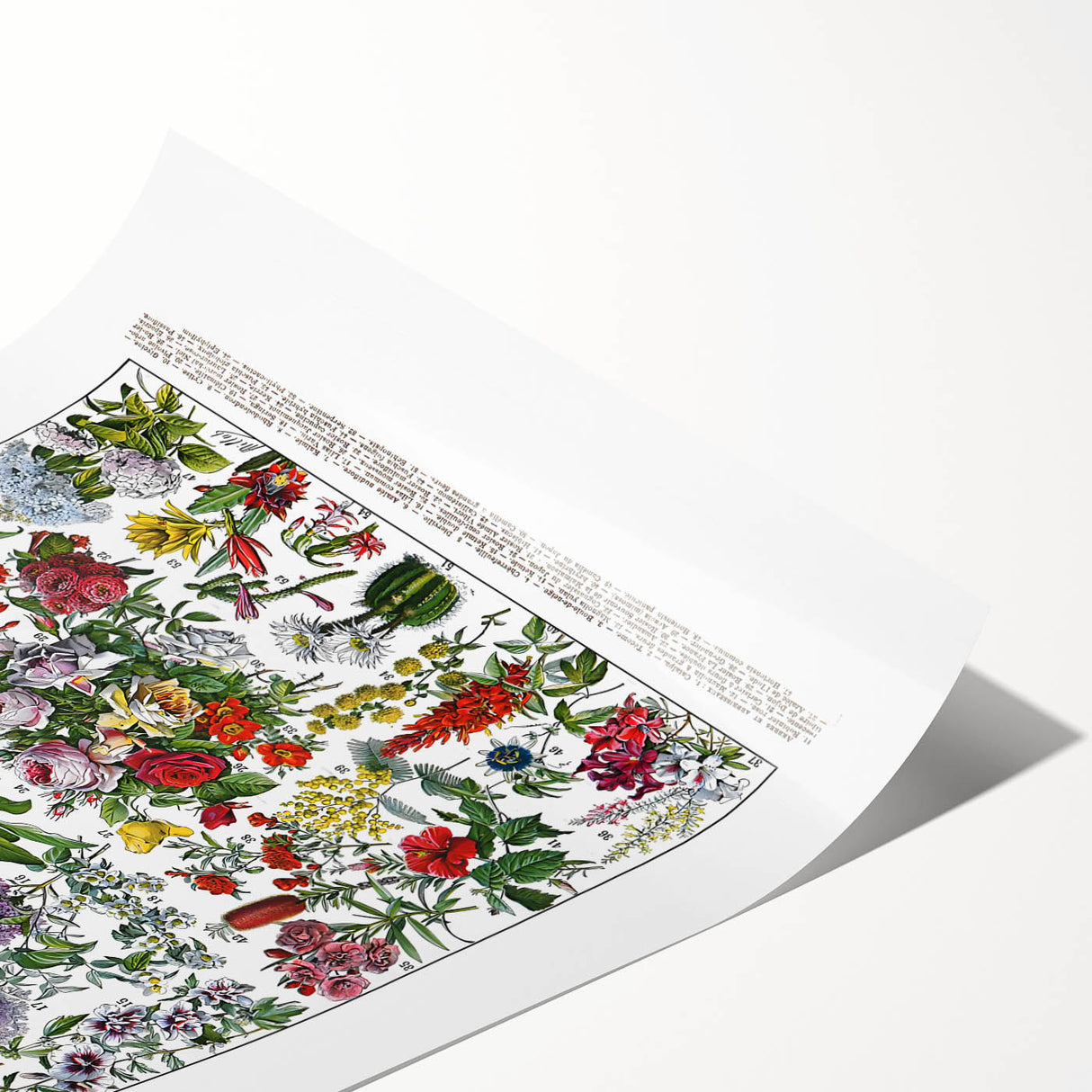 Vintage Floral Illustration - Nature Elements Wall Art Print