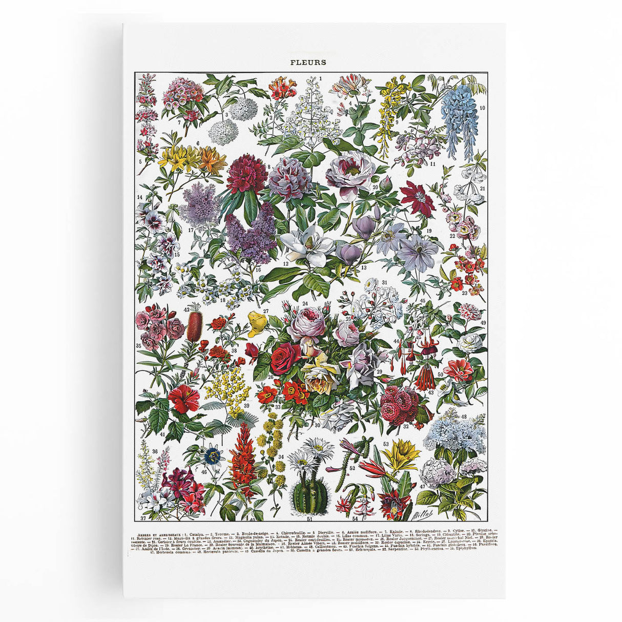 Vintage Floral Illustration - Nature Elements Wall Art Print