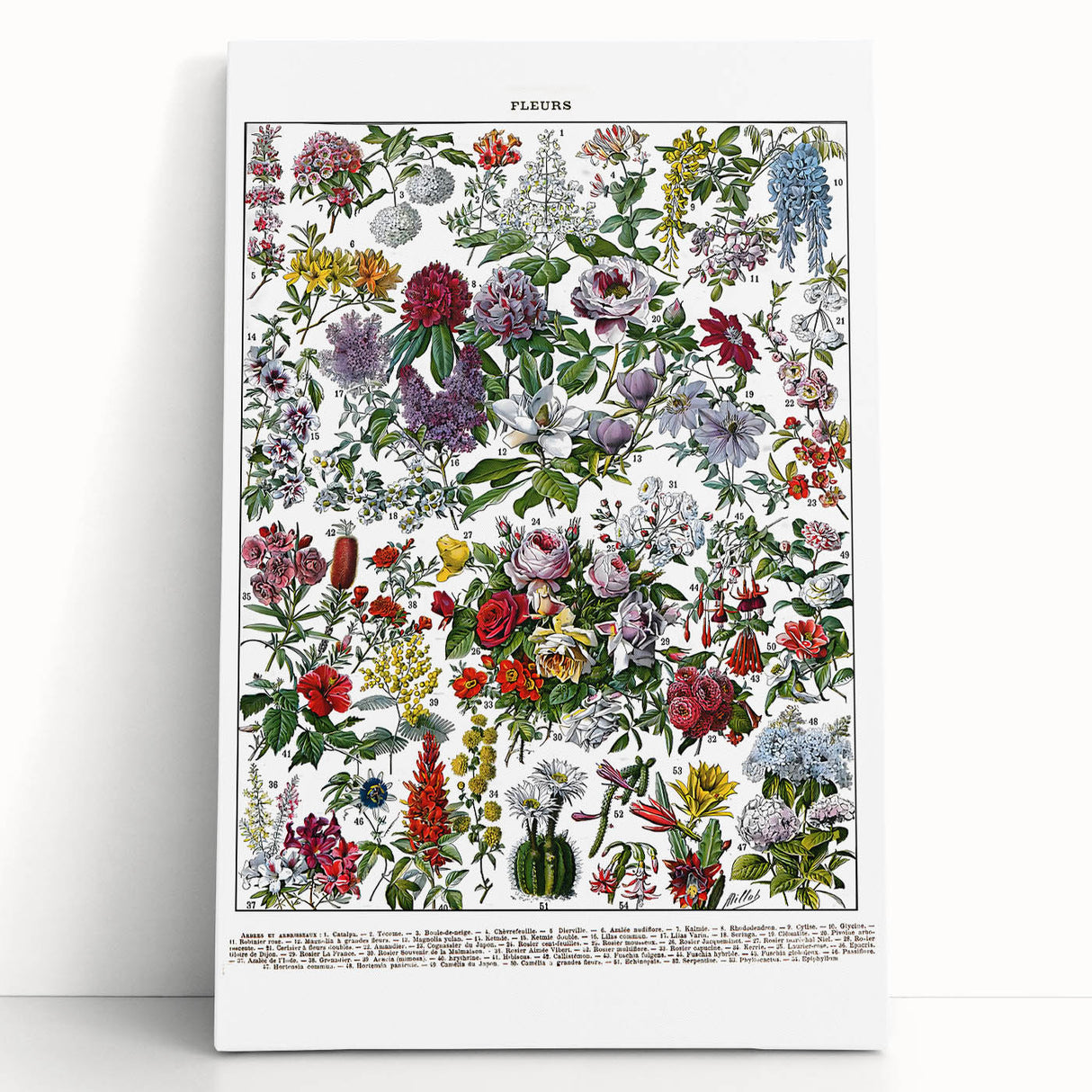 Vintage Floral Illustration - Nature Elements Wall Art Print