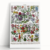 Vintage Floral Illustration - Nature Elements Wall Art Print