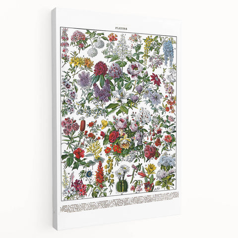 Vintage Floral Illustration - Nature Elements Wall Art Print