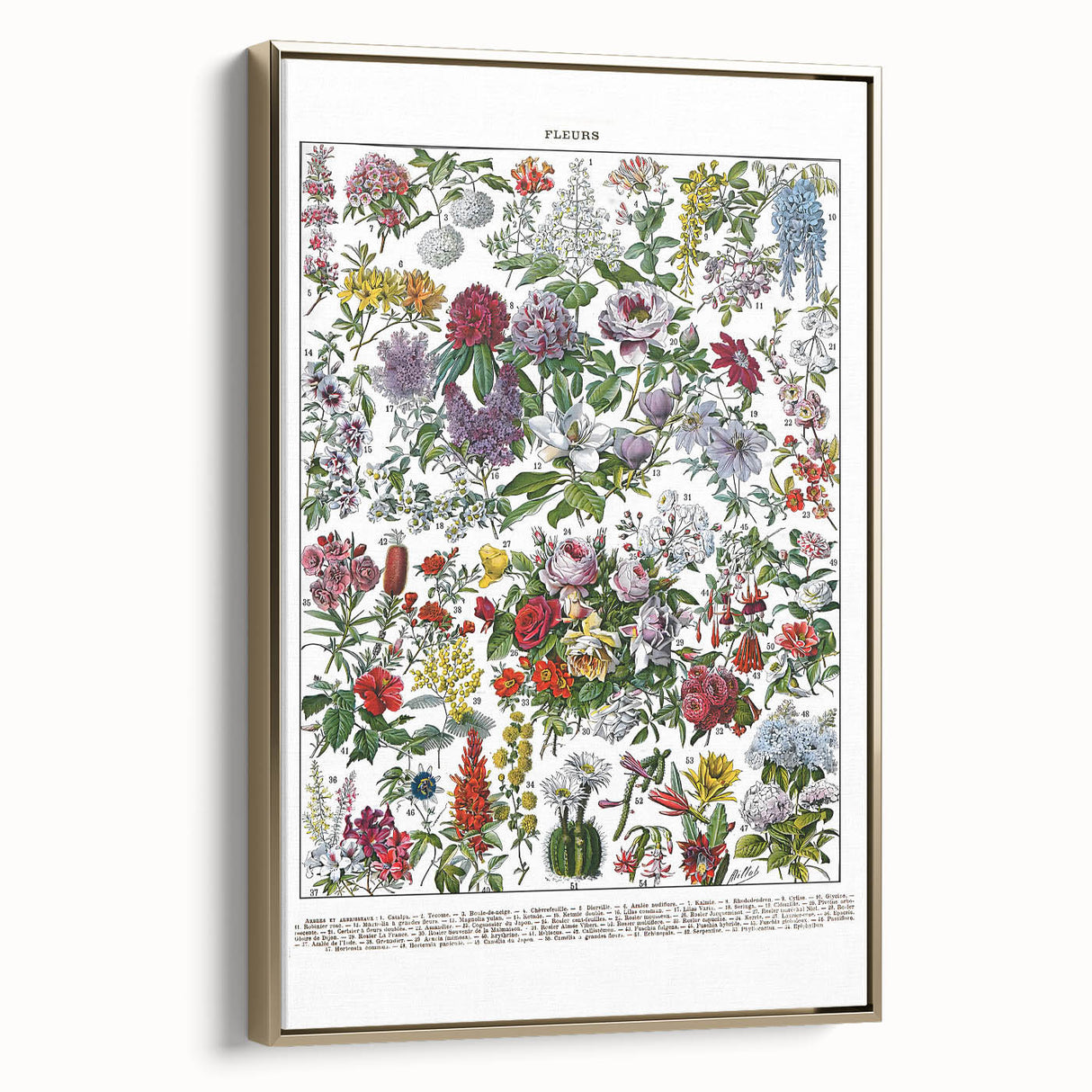 Vintage Floral Illustration - Nature Elements Wall Art Print
