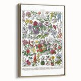 Vintage Floral Illustration - Nature Elements Wall Art Print