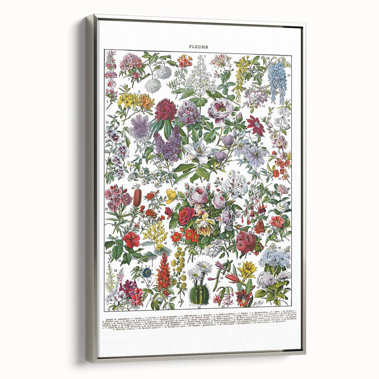 Vintage Floral Illustration - Nature Elements Wall Art Print