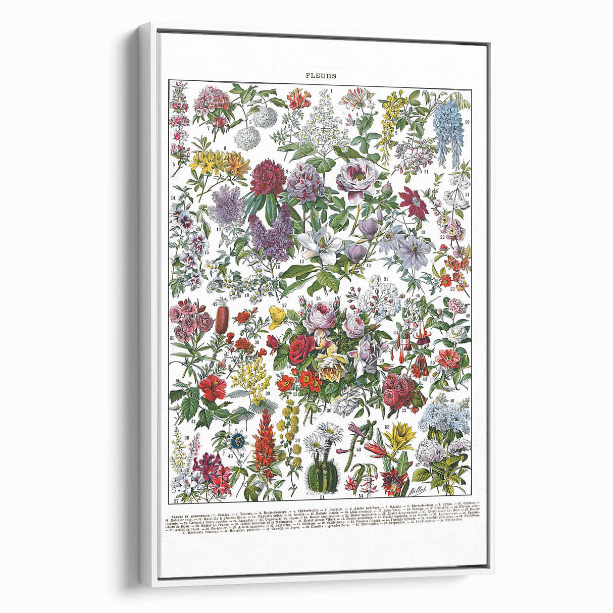 Vintage Floral Illustration - Nature Elements Wall Art Print