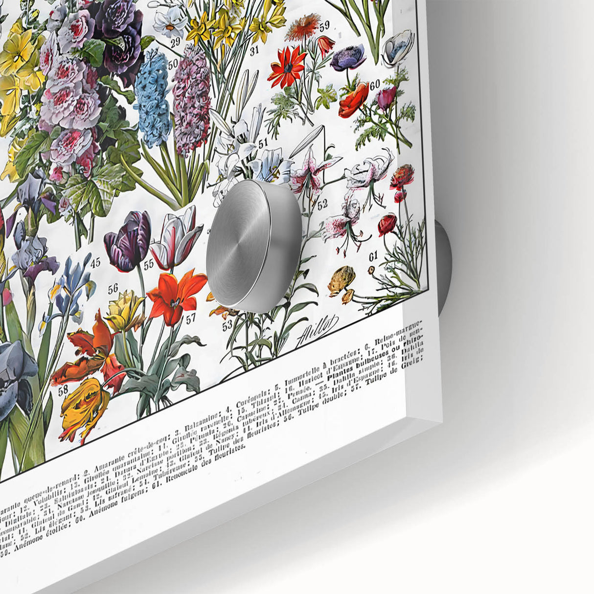 Vintage Floral Illustration - Nature Elements Wall Art Print
