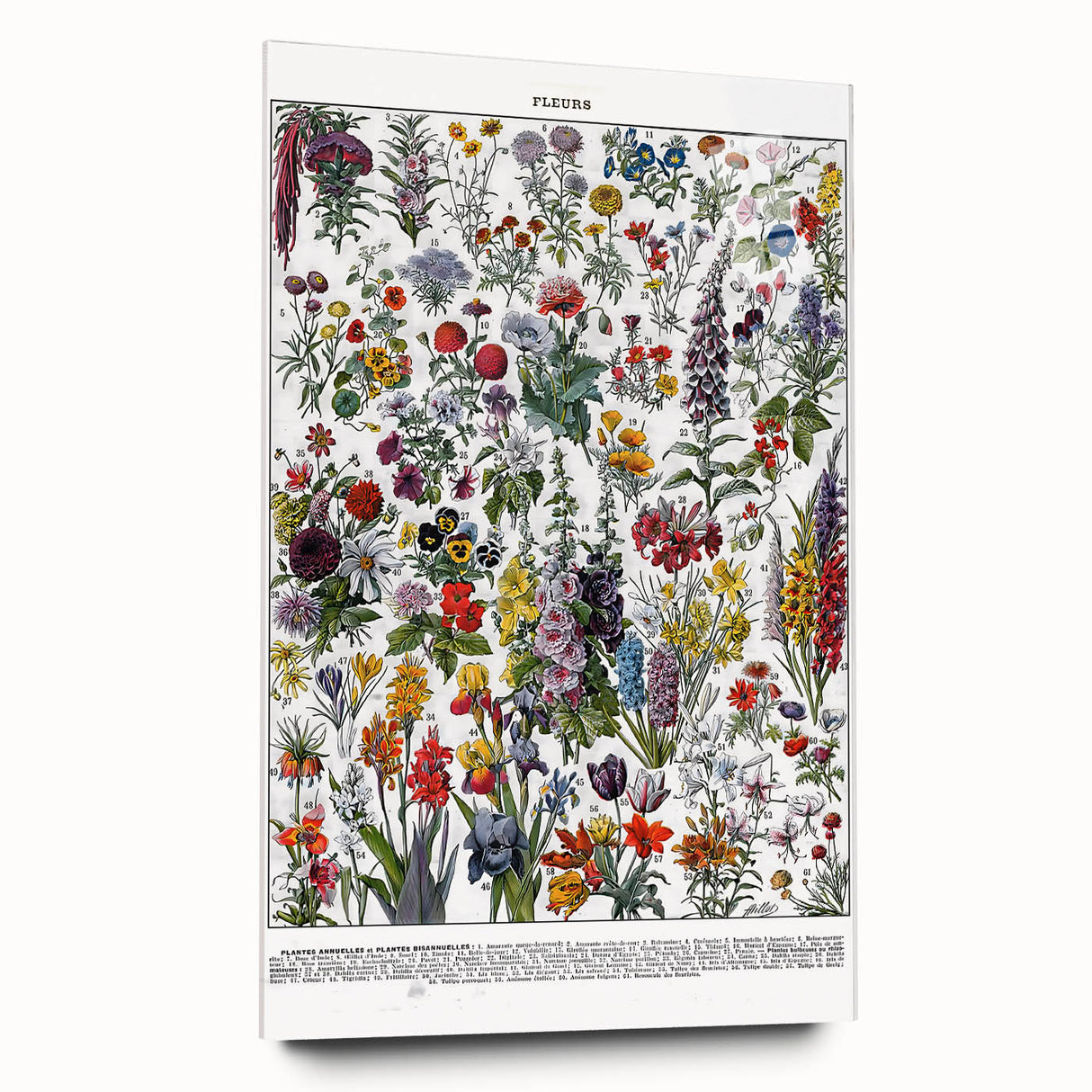 Vintage Floral Illustration - Nature Elements Wall Art Print