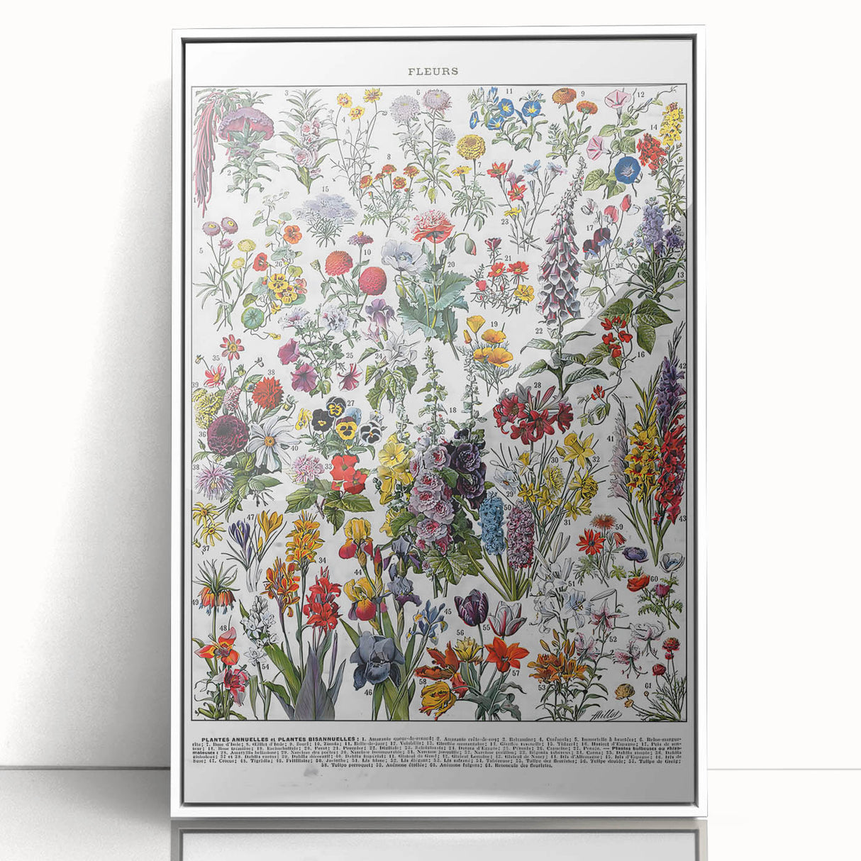 Vintage Floral Illustration - Nature Elements Wall Art Print