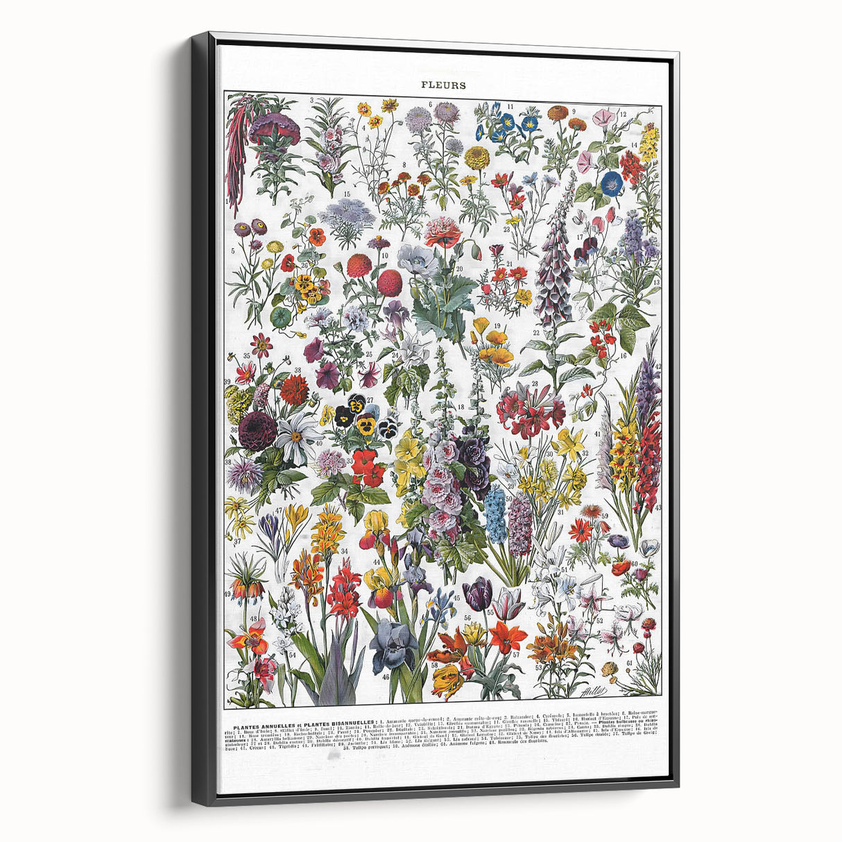 Vintage Floral Illustration - Nature Elements Wall Art Print
