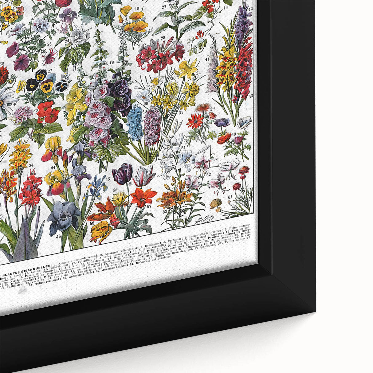 Vintage Floral Illustration - Nature Elements Wall Art Print