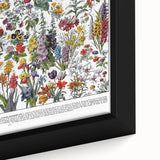 Vintage Floral Illustration - Nature Elements Wall Art Print