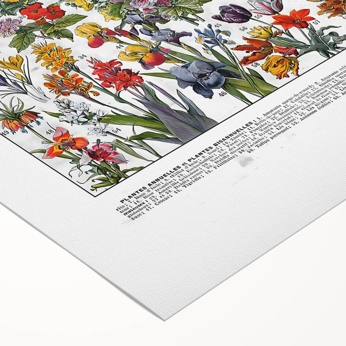 Vintage Floral Illustration - Nature Elements Wall Art Print
