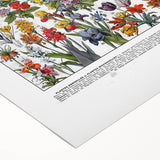 Vintage Floral Illustration - Nature Elements Wall Art Print
