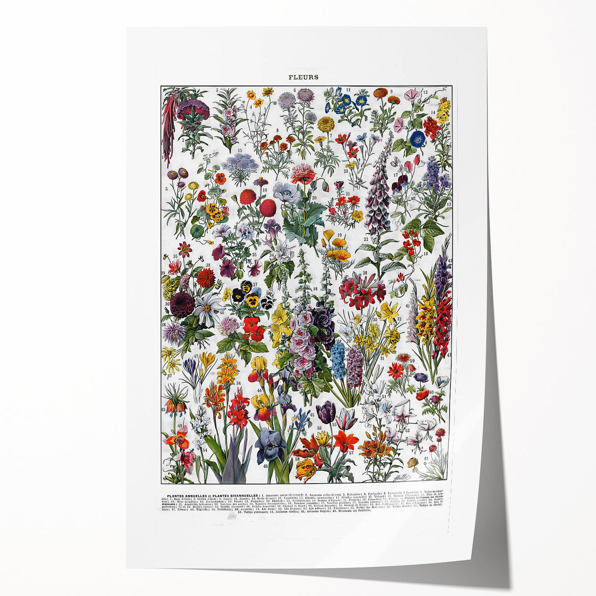 Vintage Floral Illustration - Nature Elements Wall Art Print