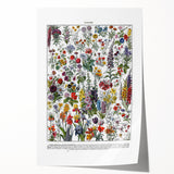 Vintage Floral Illustration - Nature Elements Wall Art Print