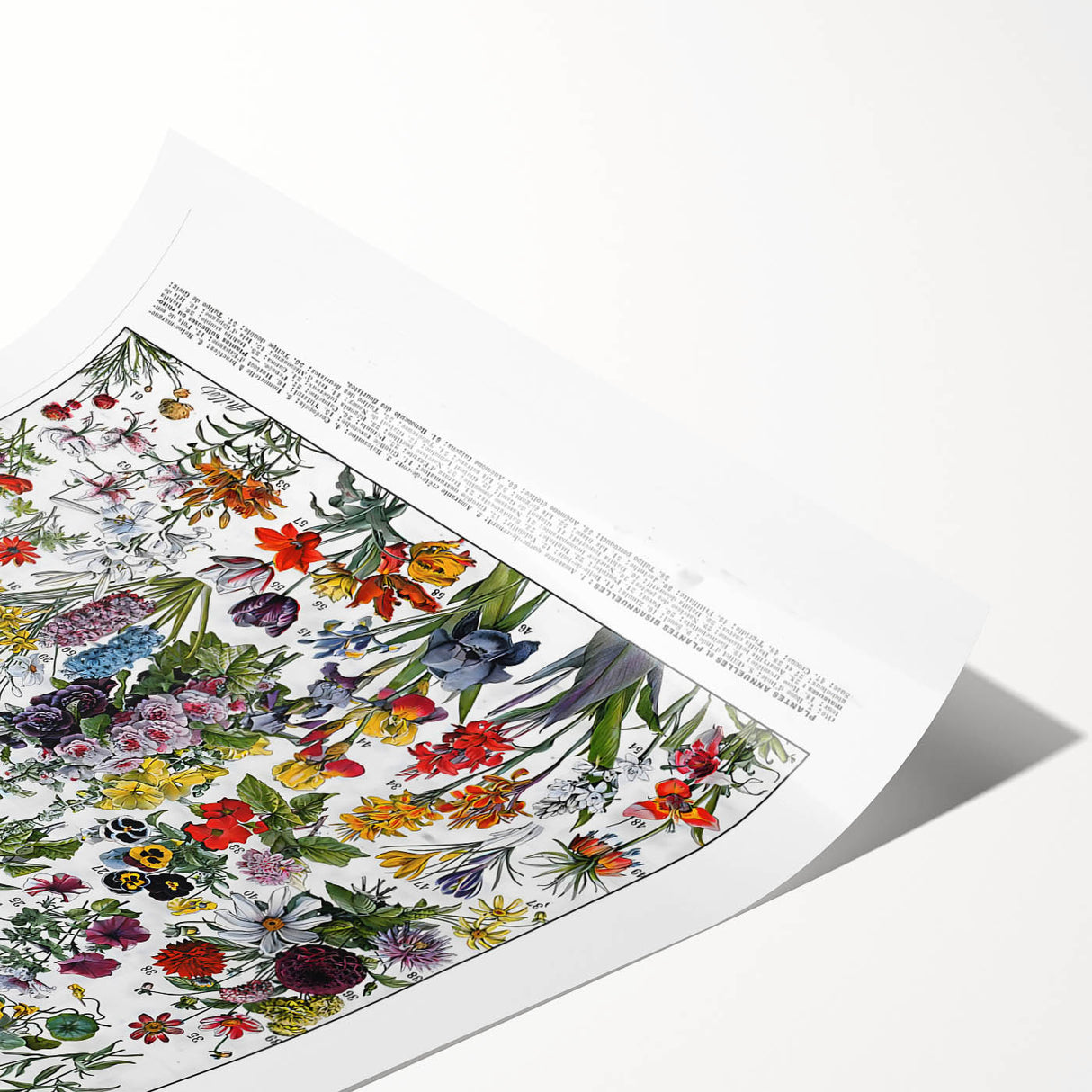 Vintage Floral Illustration - Nature Elements Wall Art Print