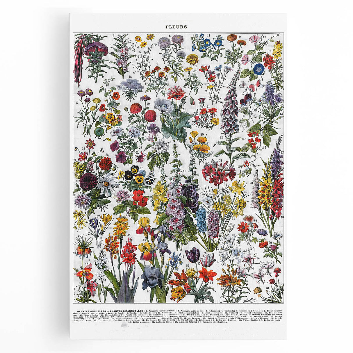 Vintage Floral Illustration - Nature Elements Wall Art Print
