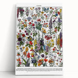 Vintage Floral Illustration - Nature Elements Wall Art Print