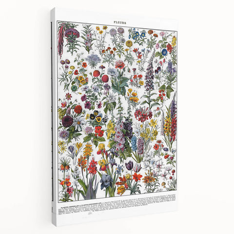 Vintage Floral Illustration - Nature Elements Wall Art Print