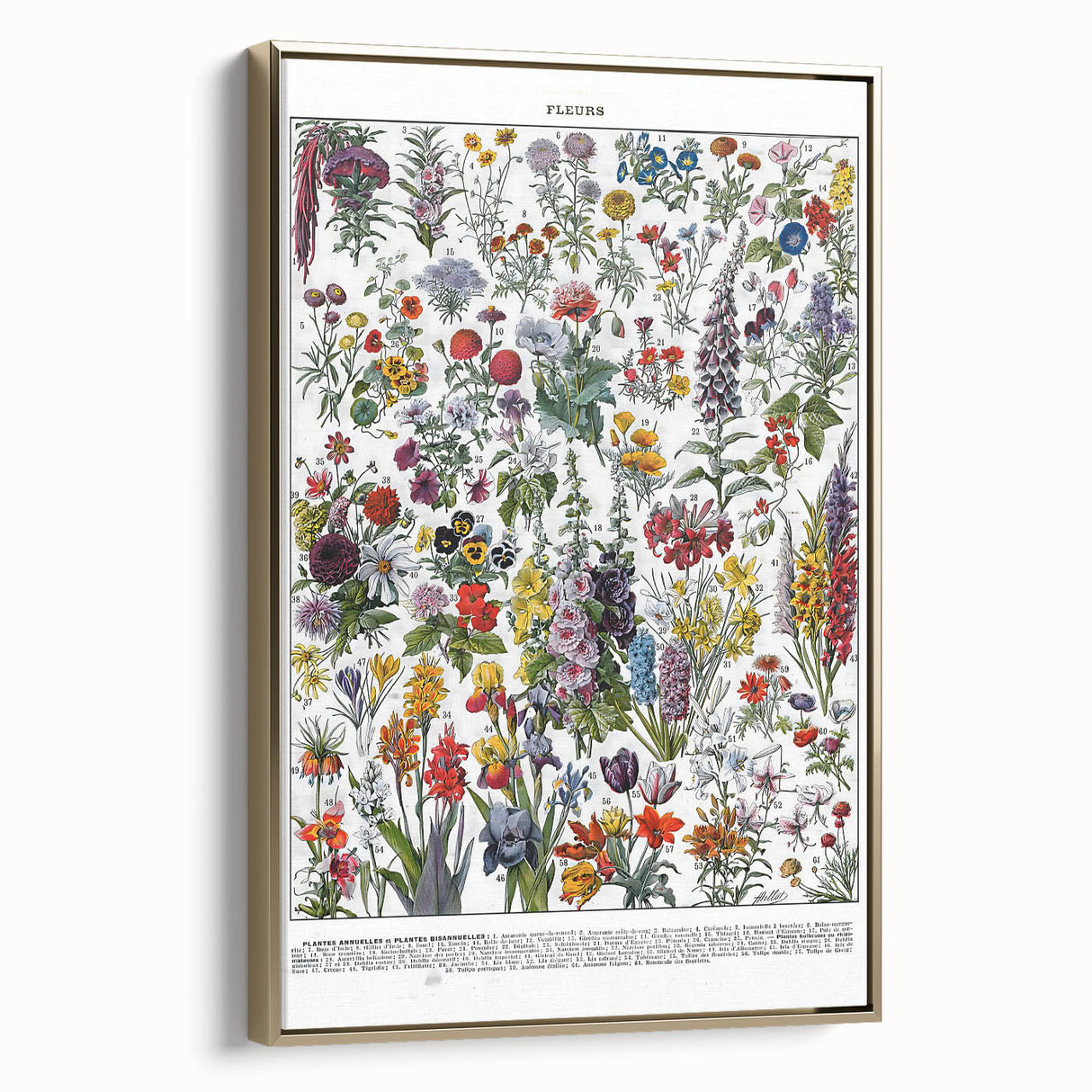 Vintage Floral Illustration - Nature Elements Wall Art Print