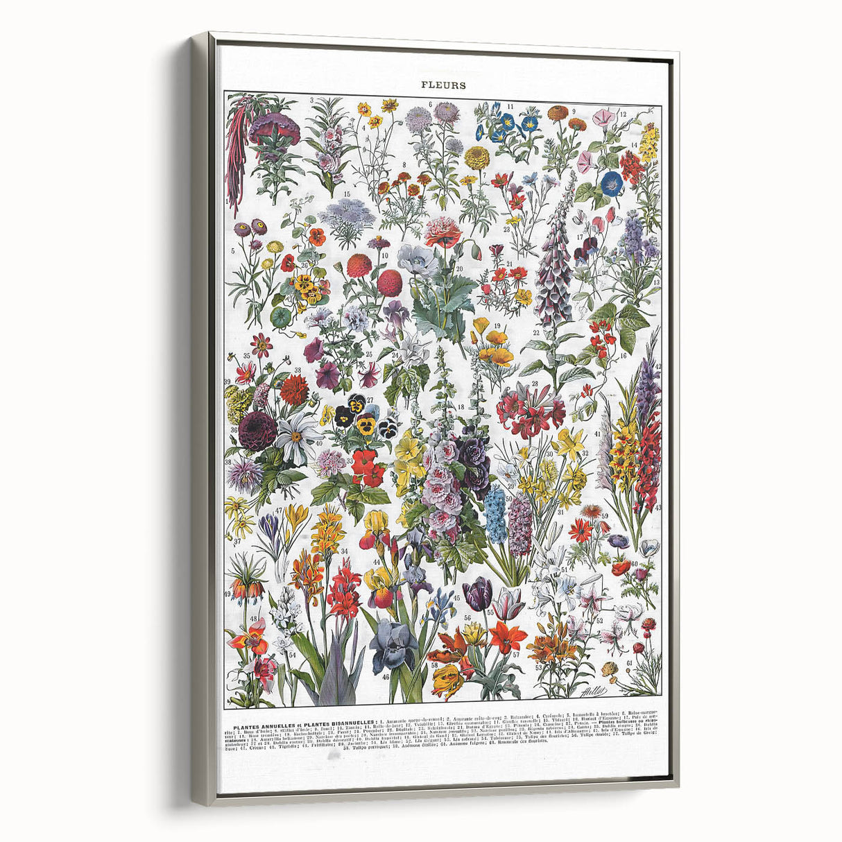 Vintage Floral Illustration - Nature Elements Wall Art Print