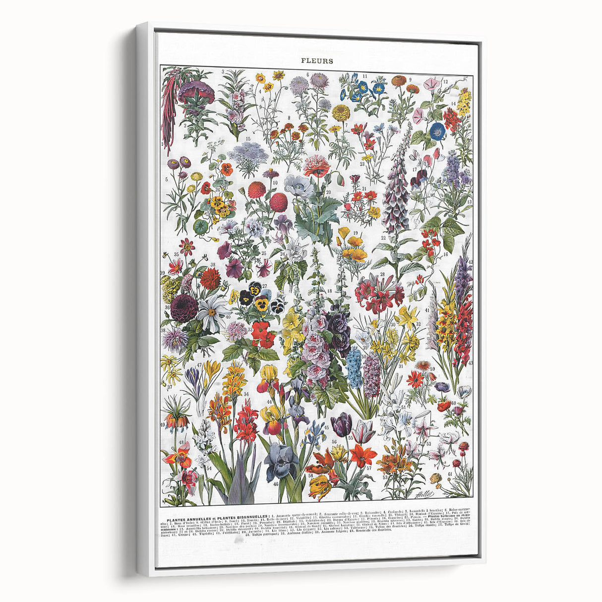Vintage Floral Illustration - Nature Elements Wall Art Print