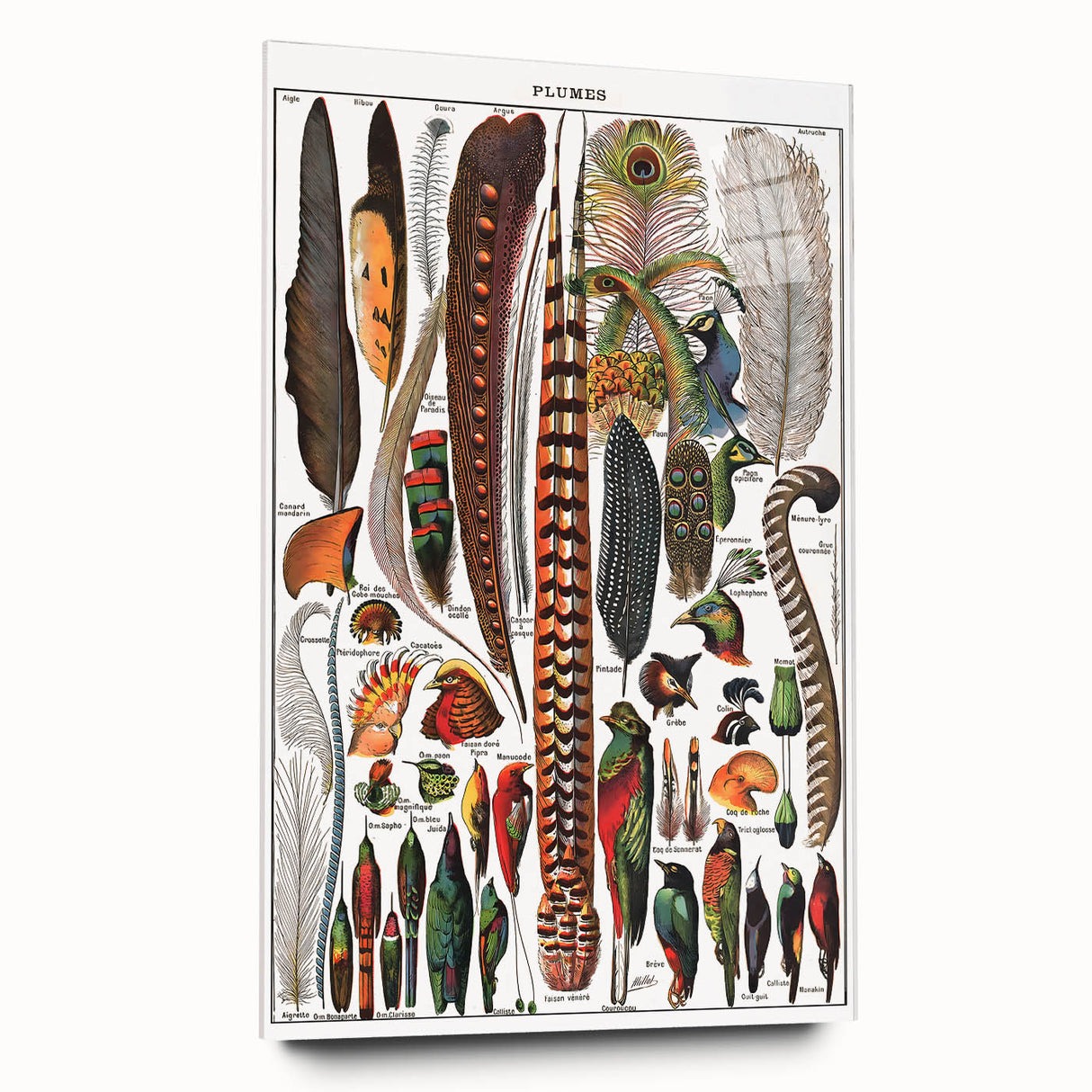 Vintage Bird Feathers Illustration - Nature Elements Wall Art Print