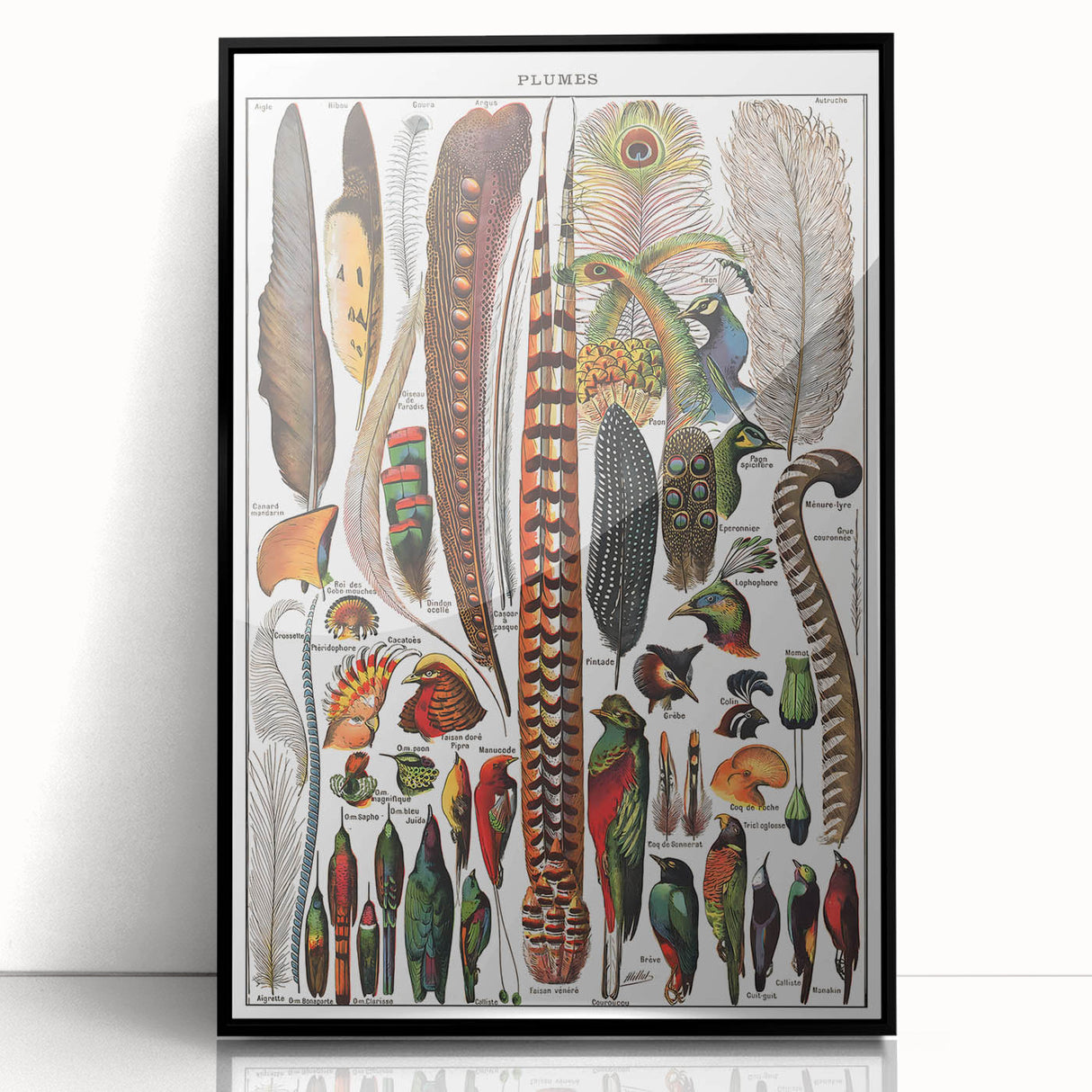 Vintage Bird Feathers Illustration - Nature Elements Wall Art Print